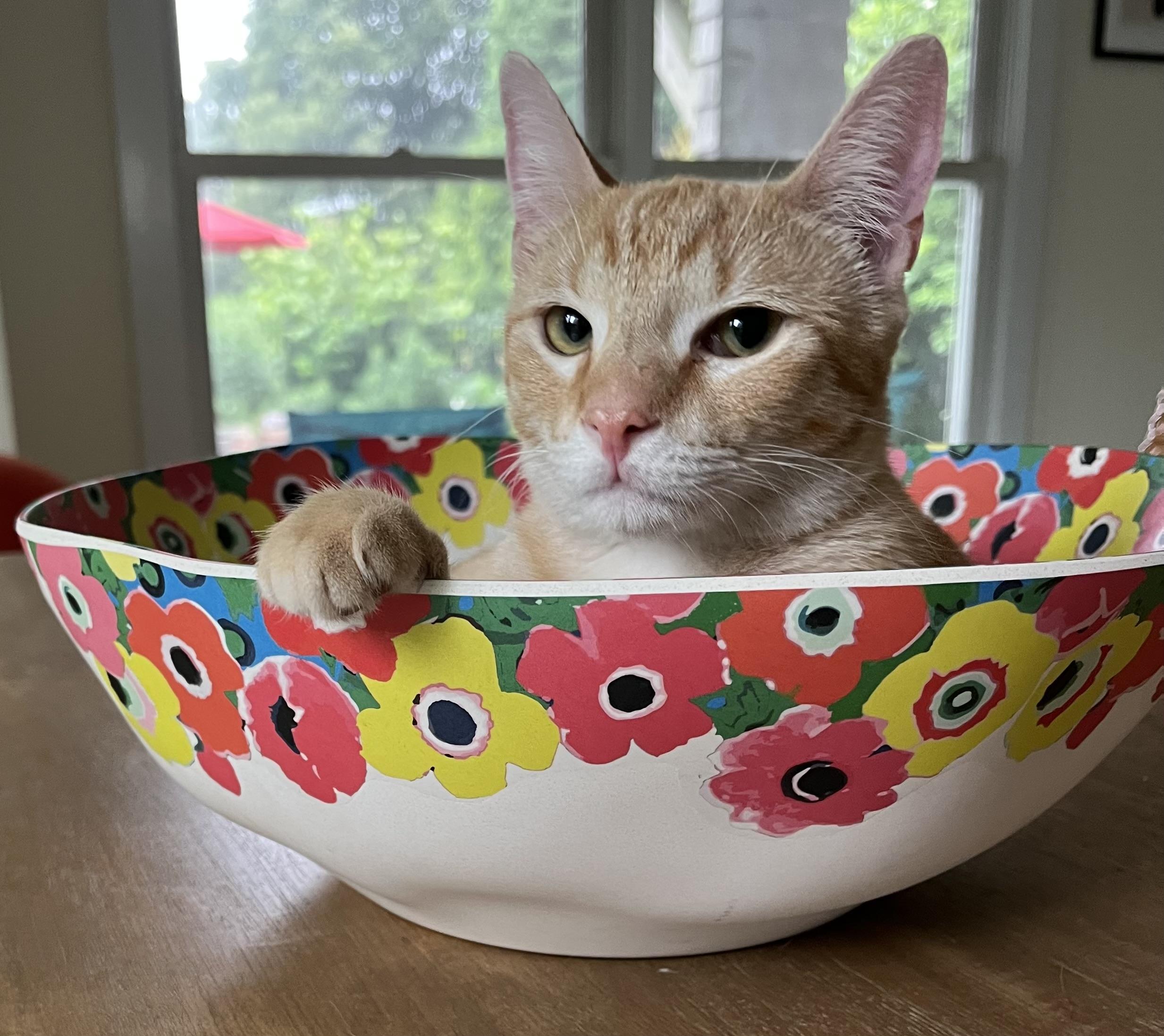 Tangi, a Adoptable Domestic Short Hair in Warwick, RI image 2/5