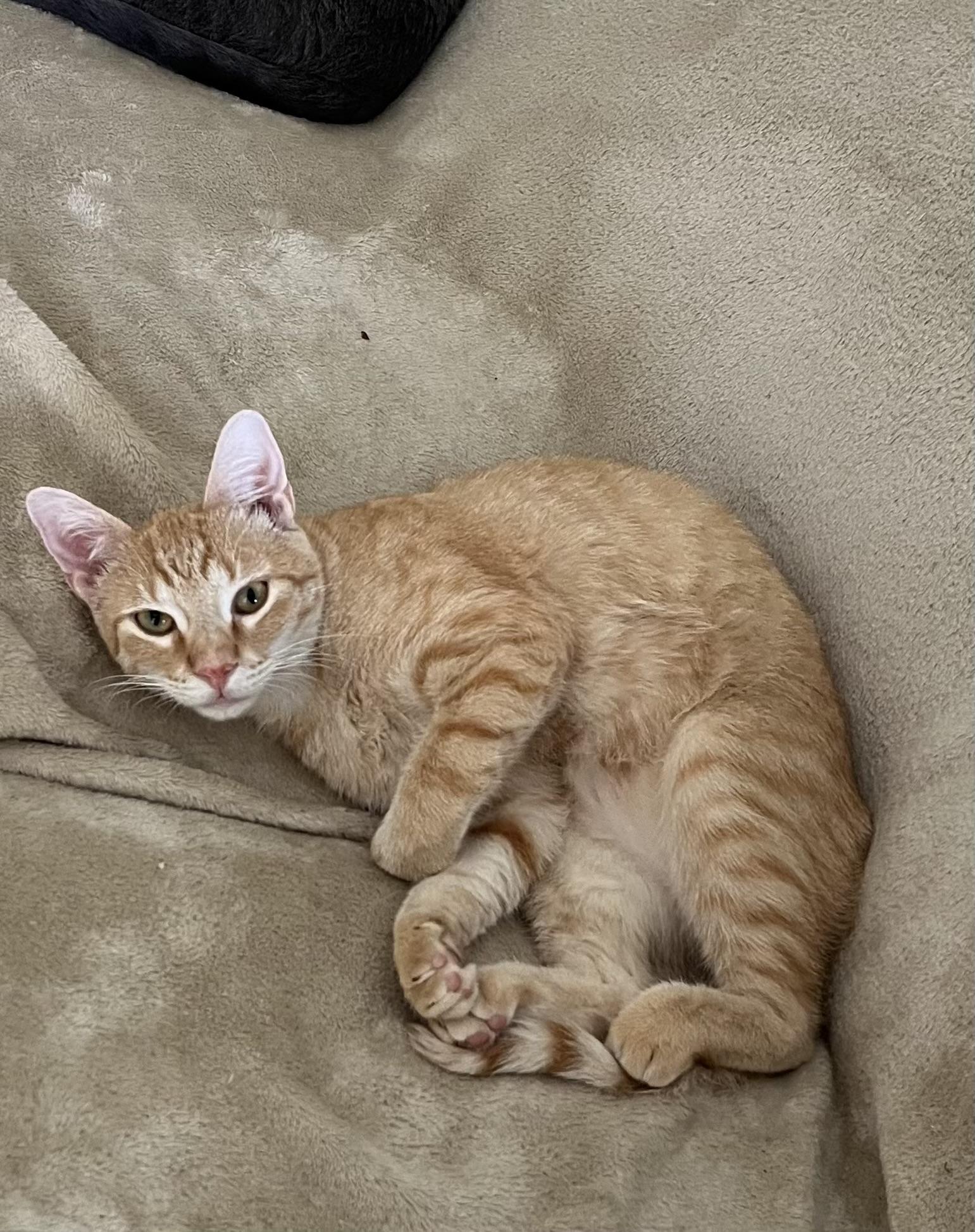 Tangi, a Adoptable Domestic Short Hair in Warwick, RI image 5/5