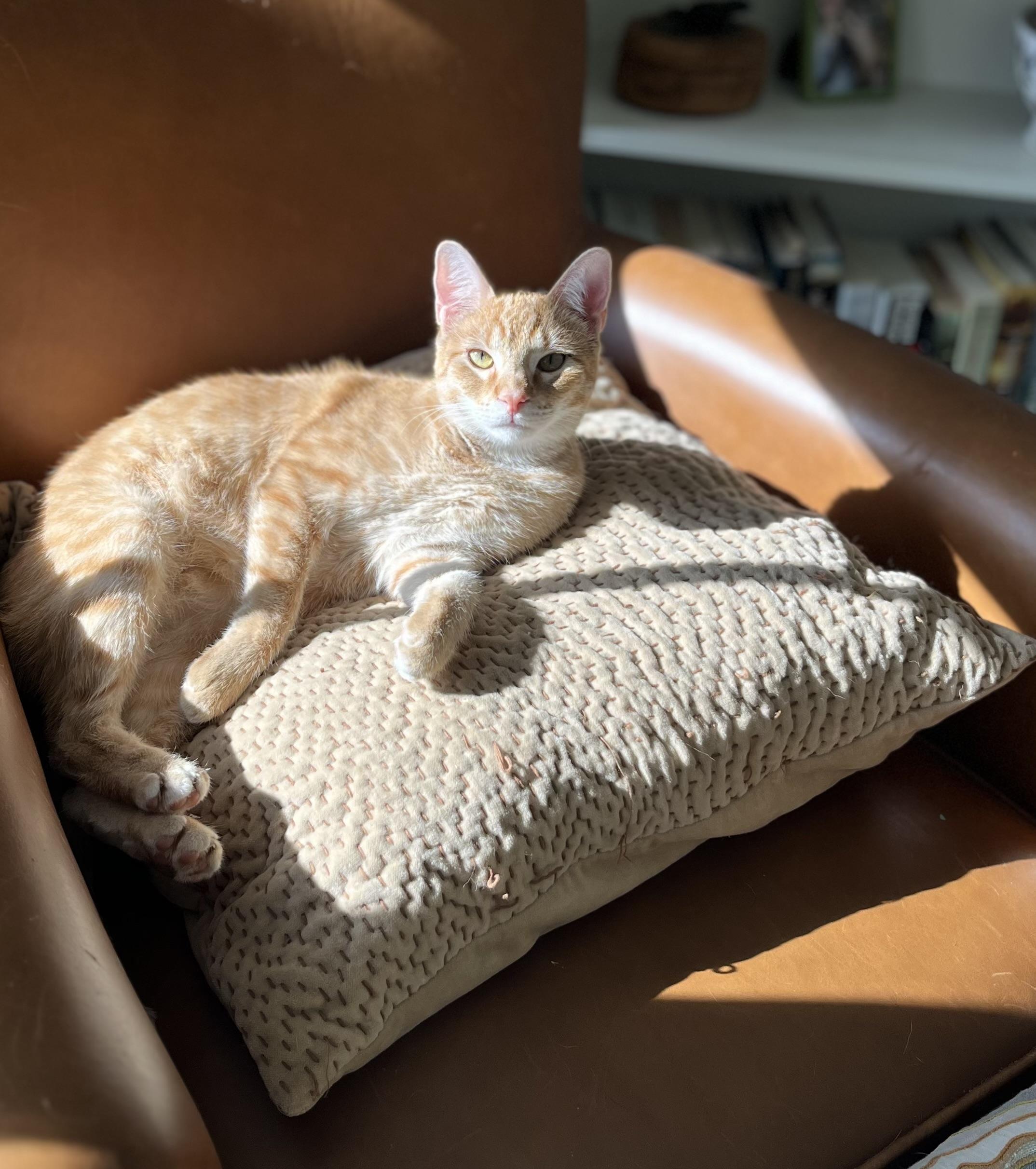 Enlarge Tangi -Available in RI , a Adoptable Domestic Short Hair in Warwick, RI image 2/5