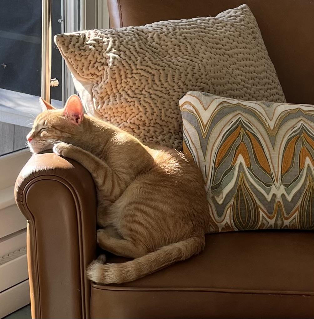 Enlarge Tangi -Available in RI , a Adoptable Domestic Short Hair in Warwick, RI image 3/5