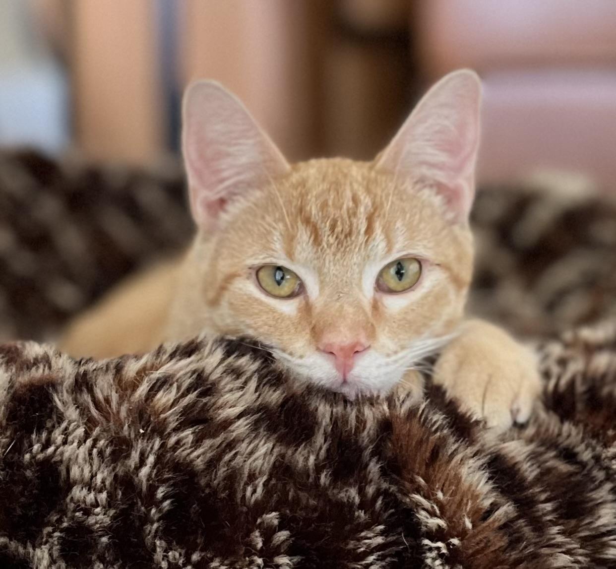 Tangi, a Adoptable Domestic Short Hair in Warwick, RI image 3/5