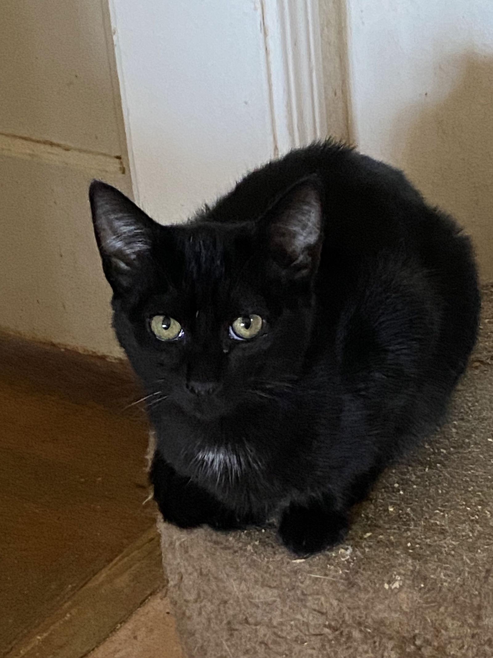 Enlarge Notte (& Noche), a Adoptable Domestic Short Hair in Castro Valley, CA image 1/3