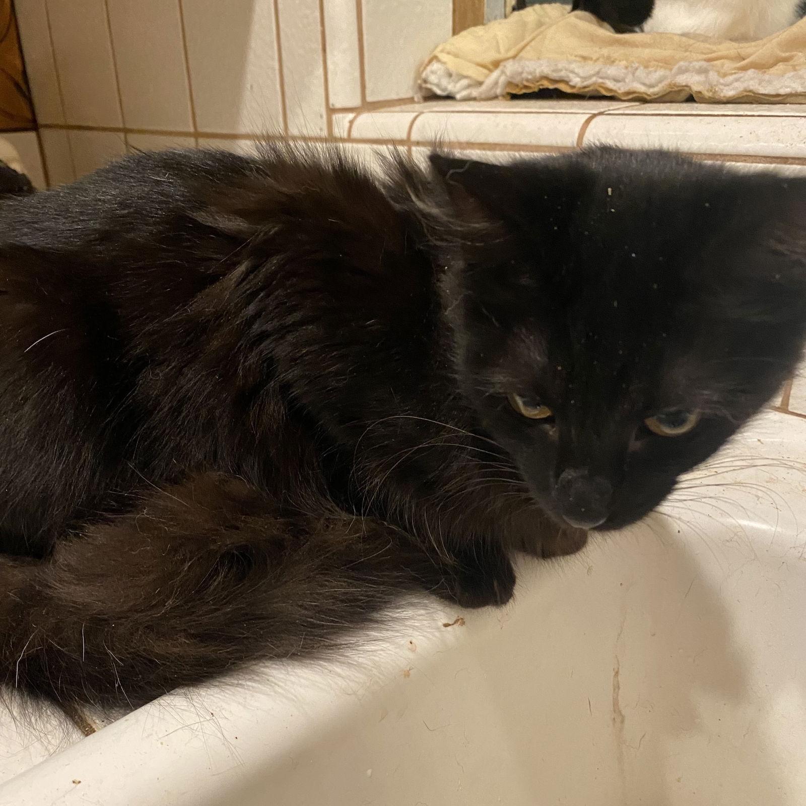 Enlarge Notte (& Noche), a Adoptable Domestic Short Hair in Castro Valley, CA image 2/3