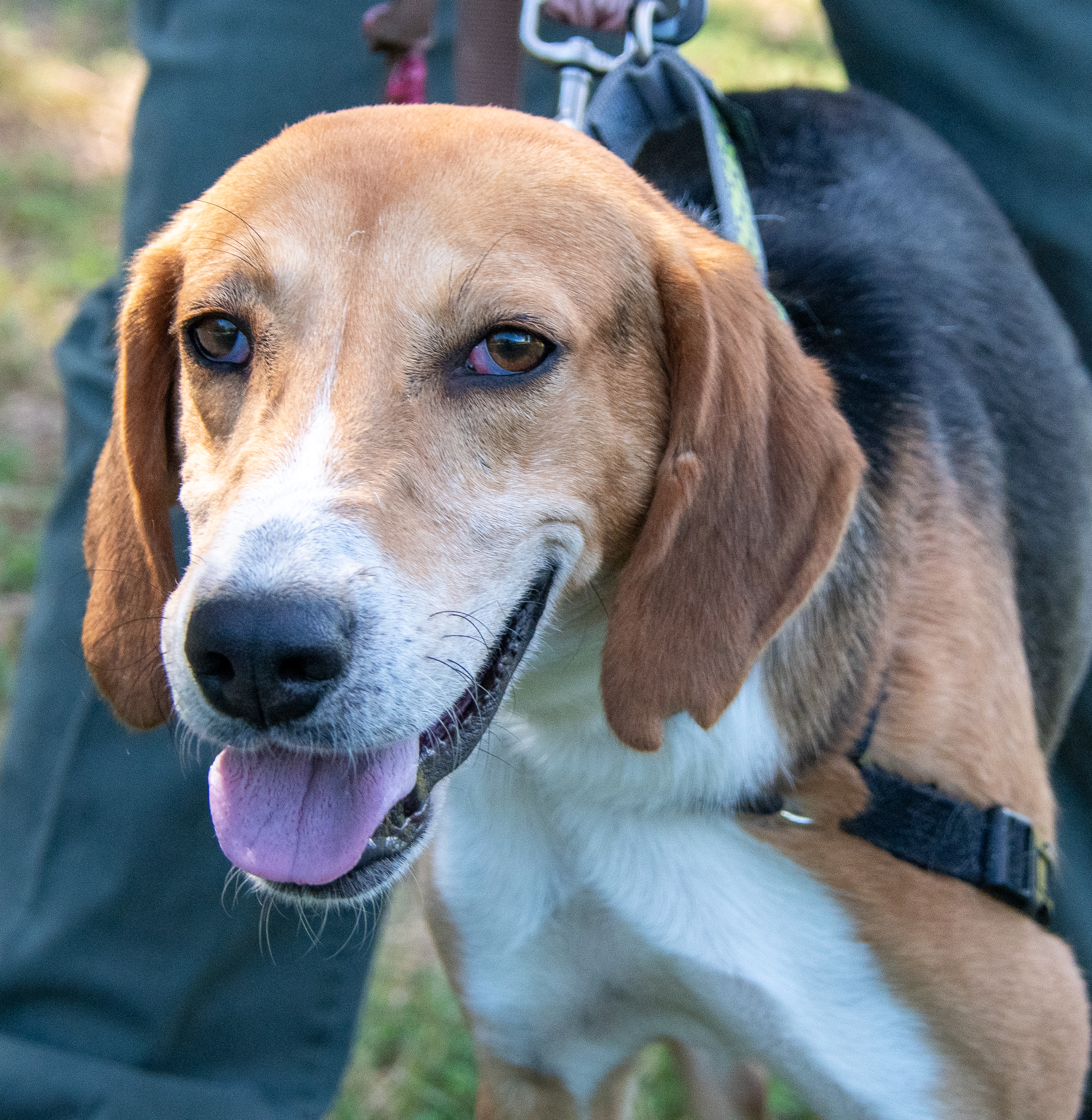 Howard, a Adoptable Hound in Midlothian, VA image 1/4
