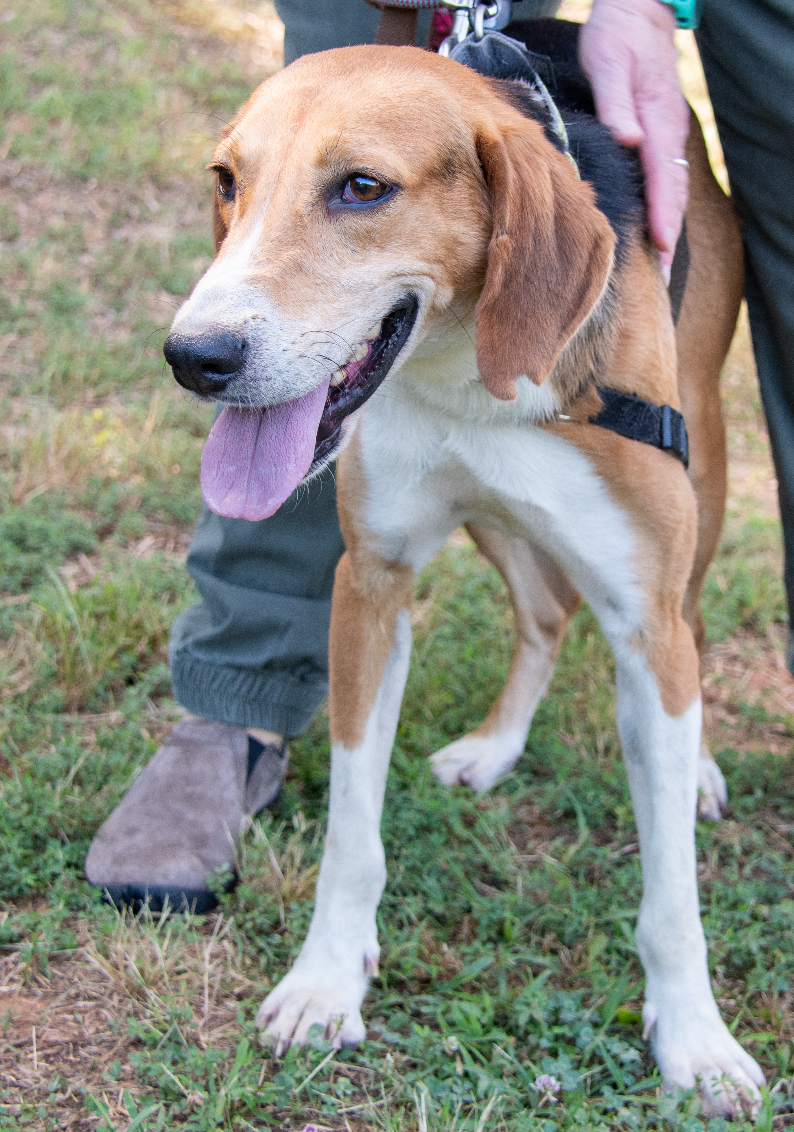 Howard, a Adoptable Hound in Midlothian, VA image 2/4