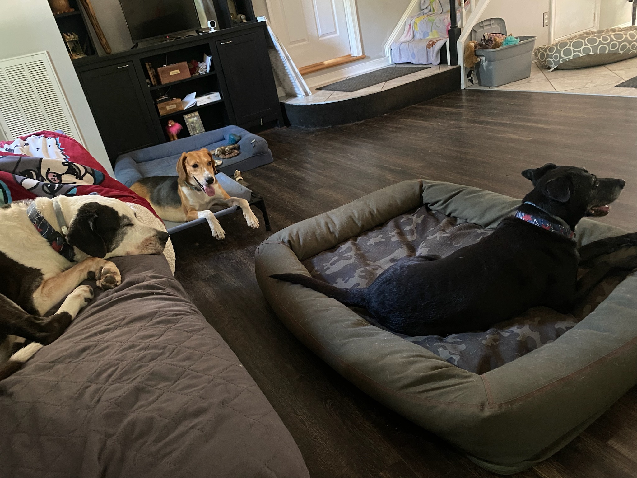 Howard, a Adoptable Hound in Midlothian, VA image 3/4