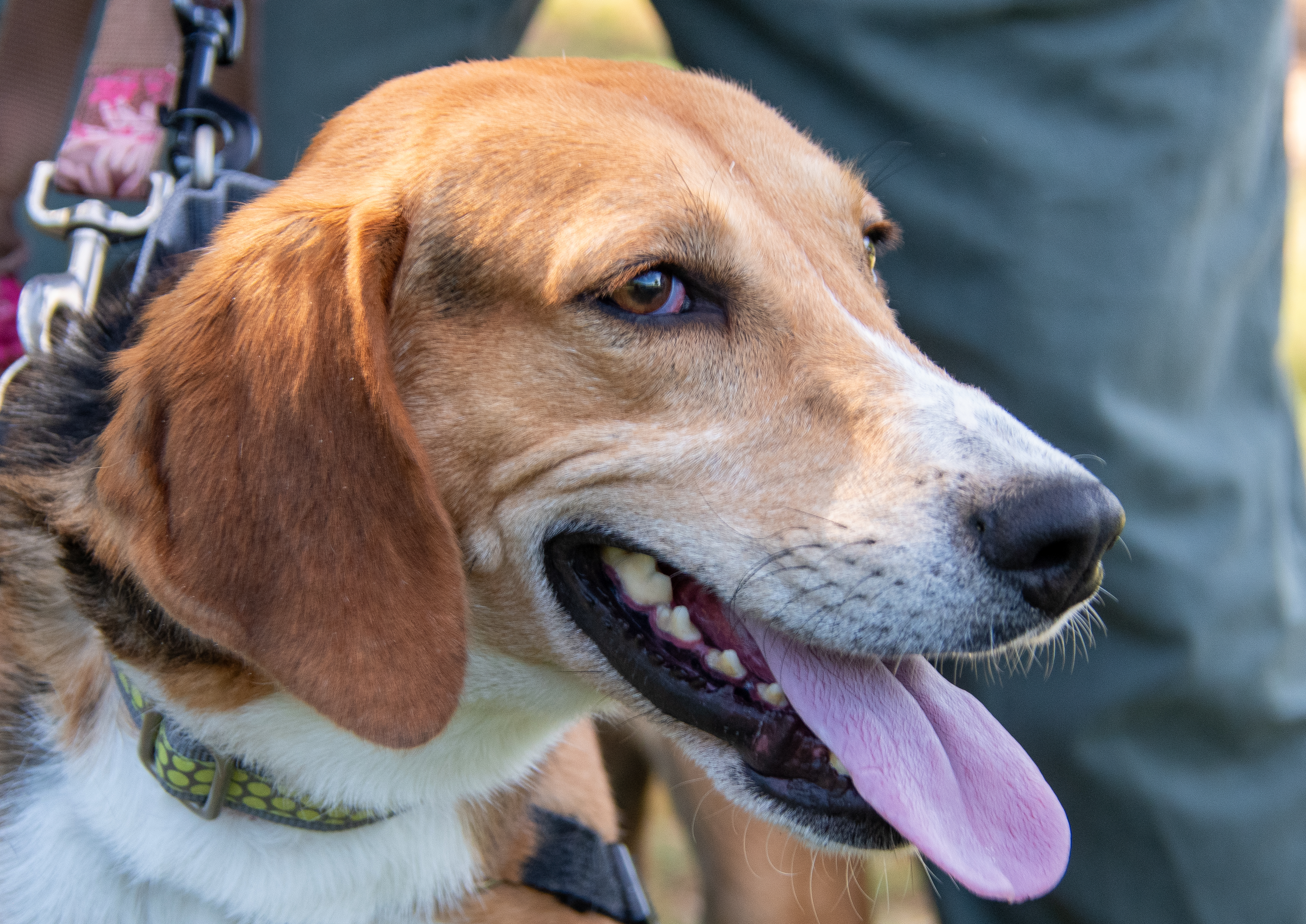 Howard, a Adoptable Hound in Midlothian, VA image 4/4