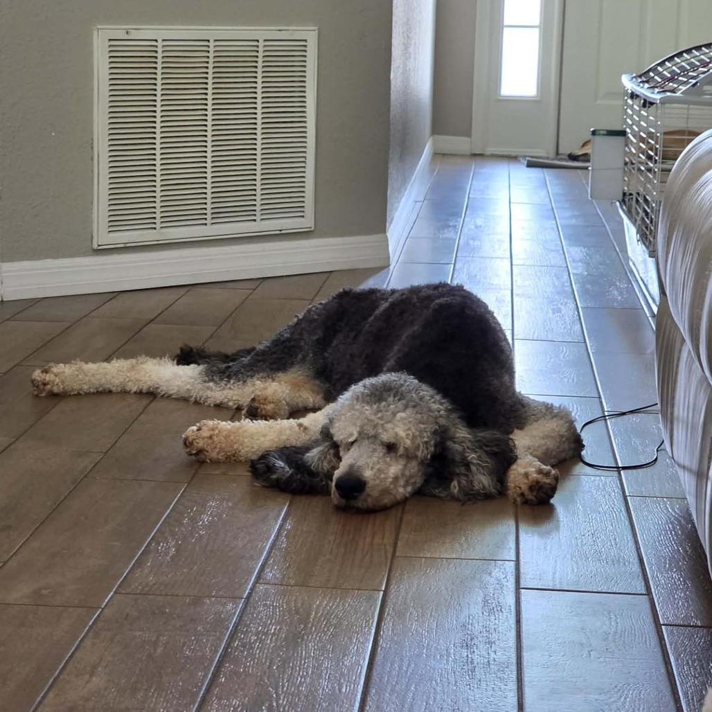 Floyd, Adoptable, Adult Male Standard Poodle.