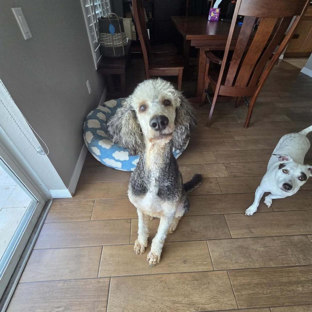 Enlarge Floyd, a Adoptable Standard Poodle in Sarasota, FL image 2/6