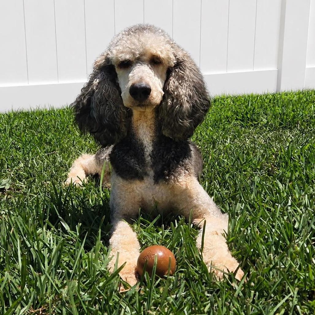 Enlarge Floyd, a Adoptable Standard Poodle in Sarasota, FL image 3/6