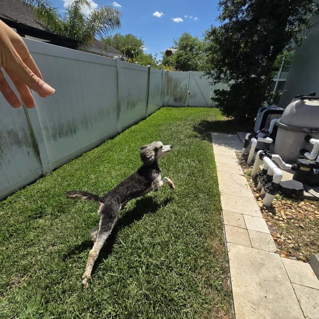 Enlarge Floyd, a Adoptable Standard Poodle in Sarasota, FL image 4/6