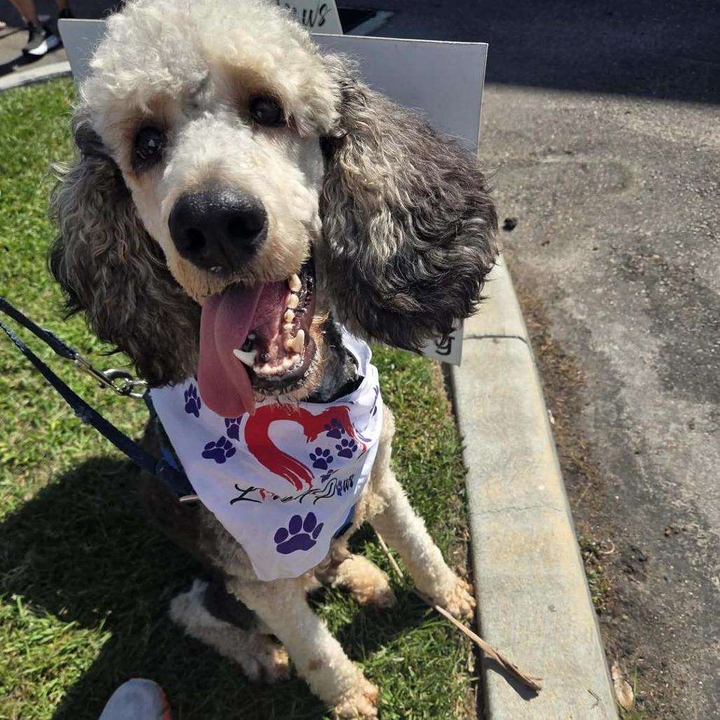Enlarge Floyd, a Adoptable Standard Poodle in Sarasota, FL image 6/6
