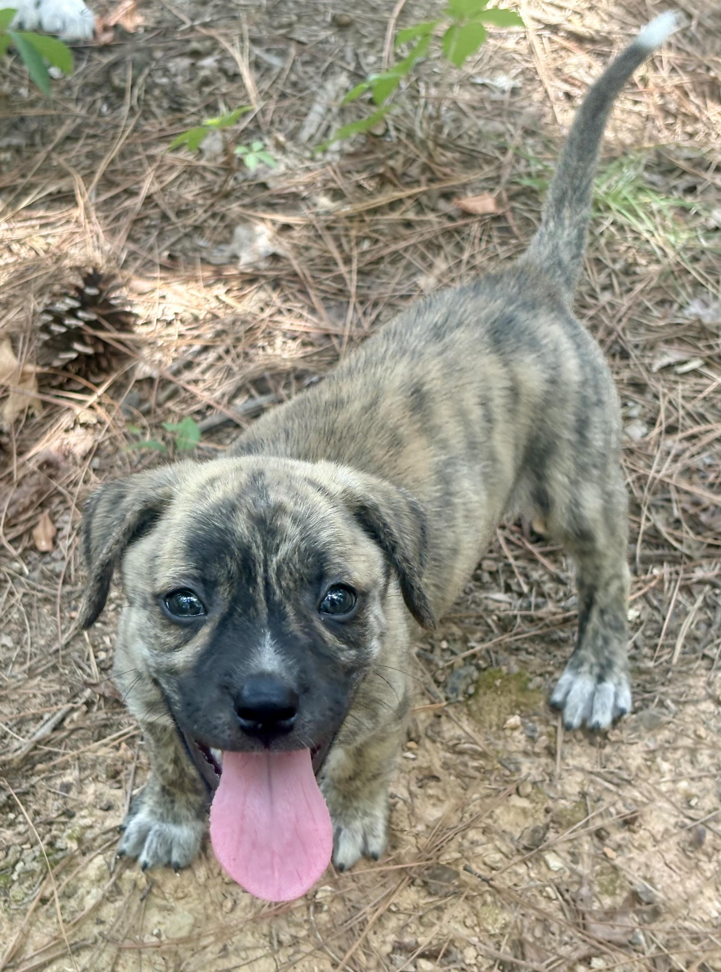 Pippa, a ADOPTABLE mixed breed in Waxhaw, NC image 3/6