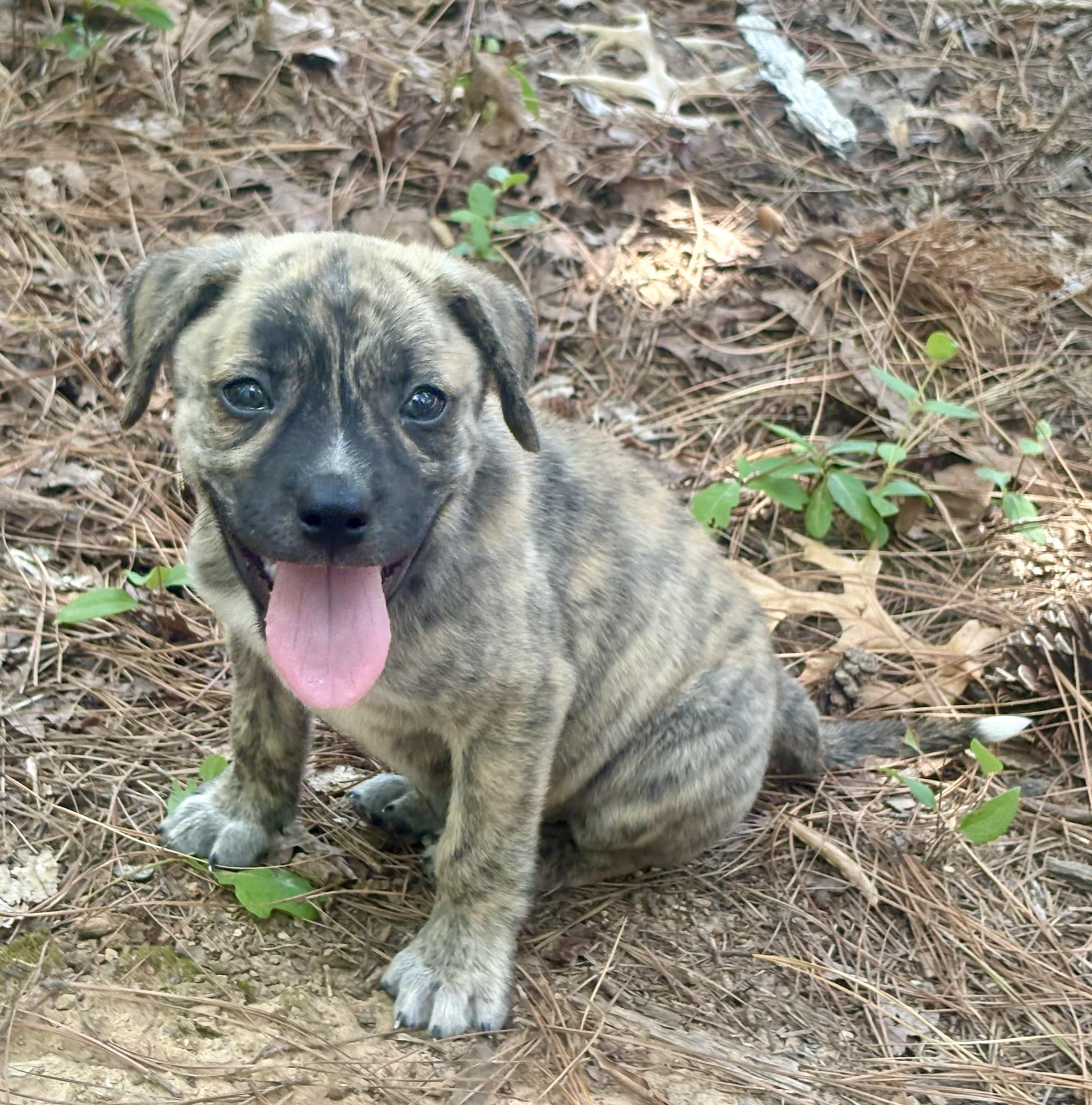 Pippa, adopted, Puppy Female Hound.