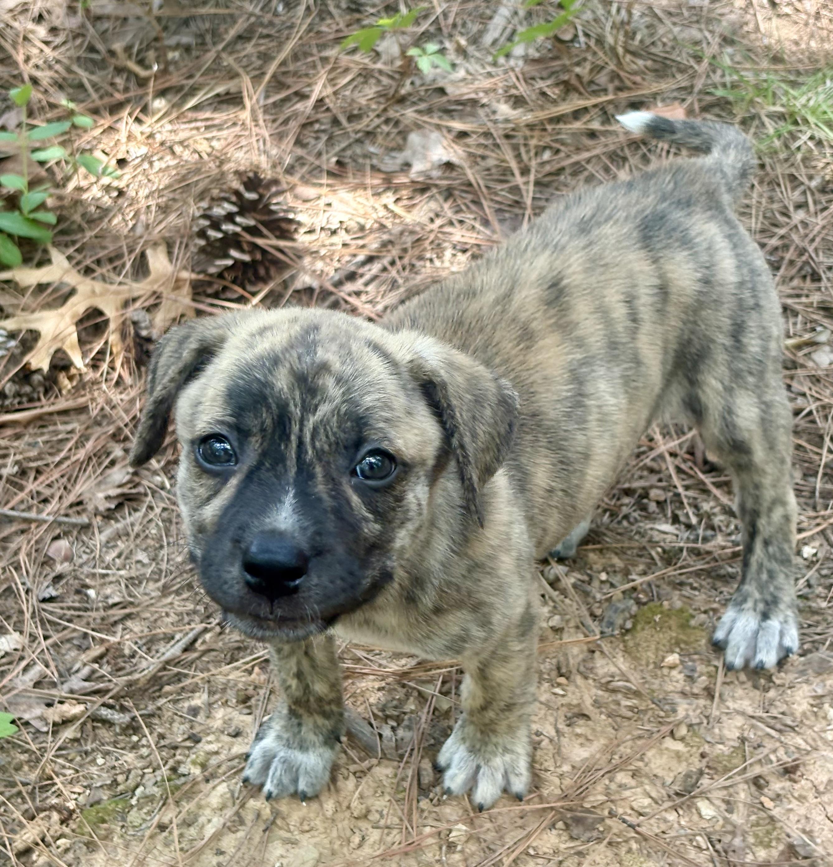 Pippa, a ADOPTABLE mixed breed in Waxhaw, NC image 5/6