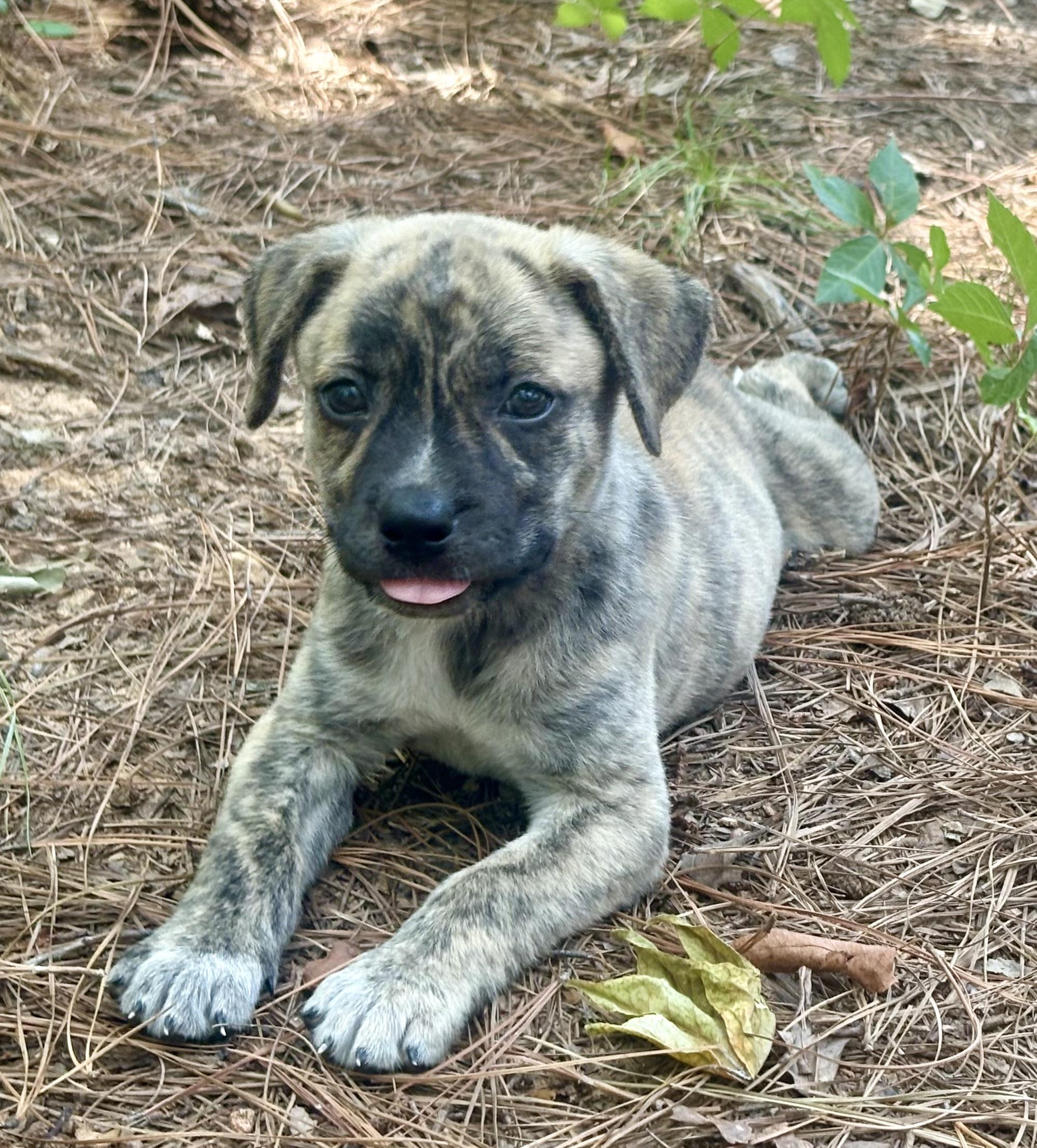 Pippa, a ADOPTABLE mixed breed in Waxhaw, NC image 2/6