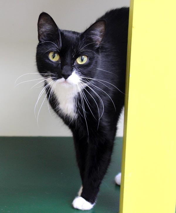 Enlarge Nakita and Rosie, a ADOPTABLE Domestic Short Hair in Mansfield, MA image 3/4