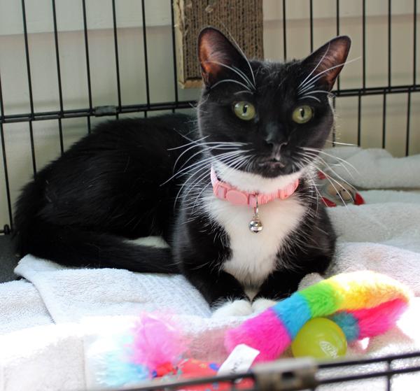 Enlarge Nakita and Rosie, a ADOPTABLE Domestic Short Hair in Mansfield, MA image 1/4