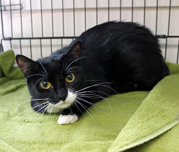 Enlarge Nakita and Rosie, a ADOPTABLE Domestic Short Hair in Mansfield, MA image 4/4