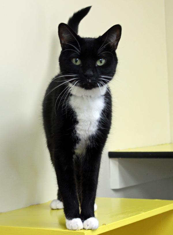 Enlarge Nakita and Rosie, a ADOPTABLE Domestic Short Hair in Mansfield, MA image 2/4