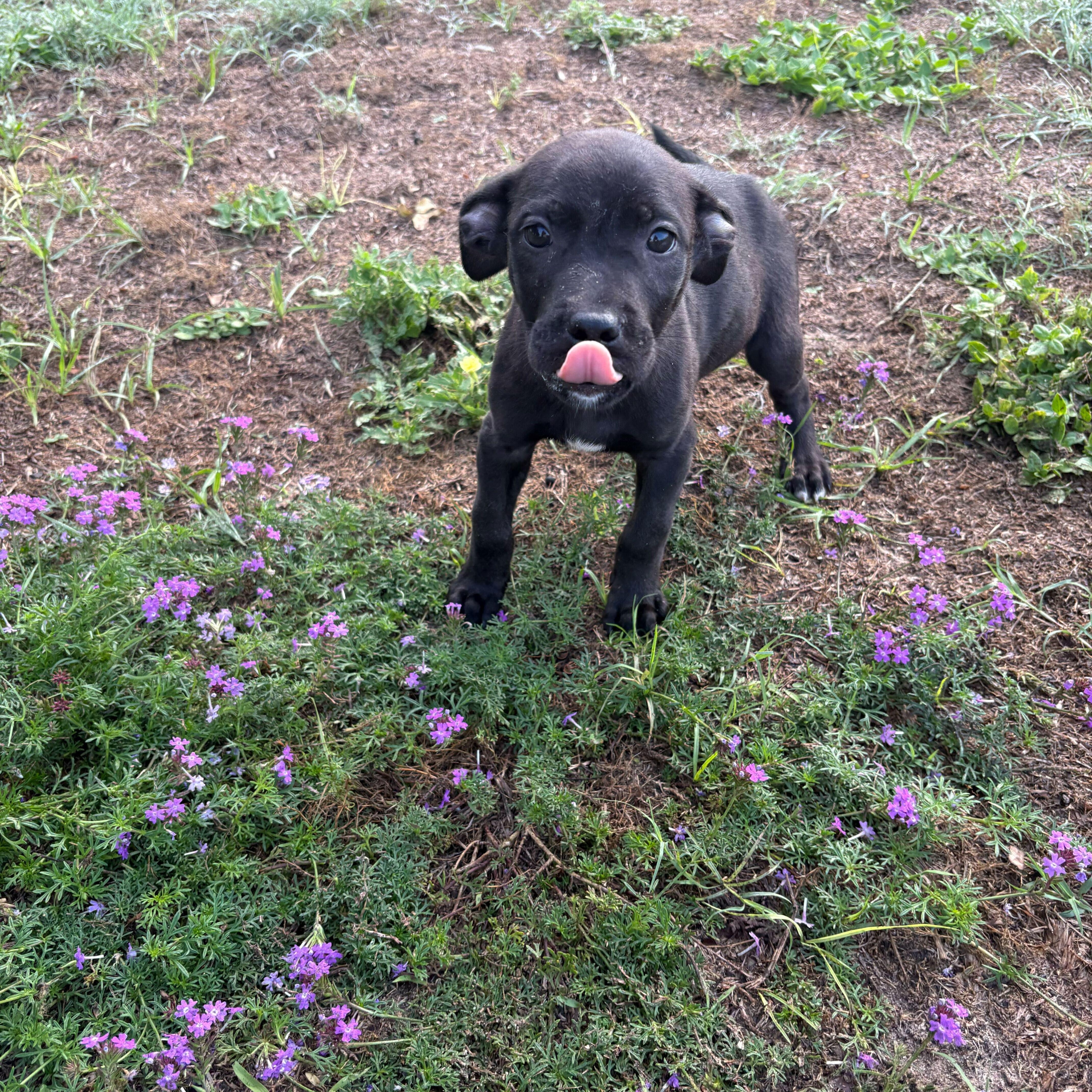Jackson, an adoptable mixed breed in Valdosta, GA image 1/2