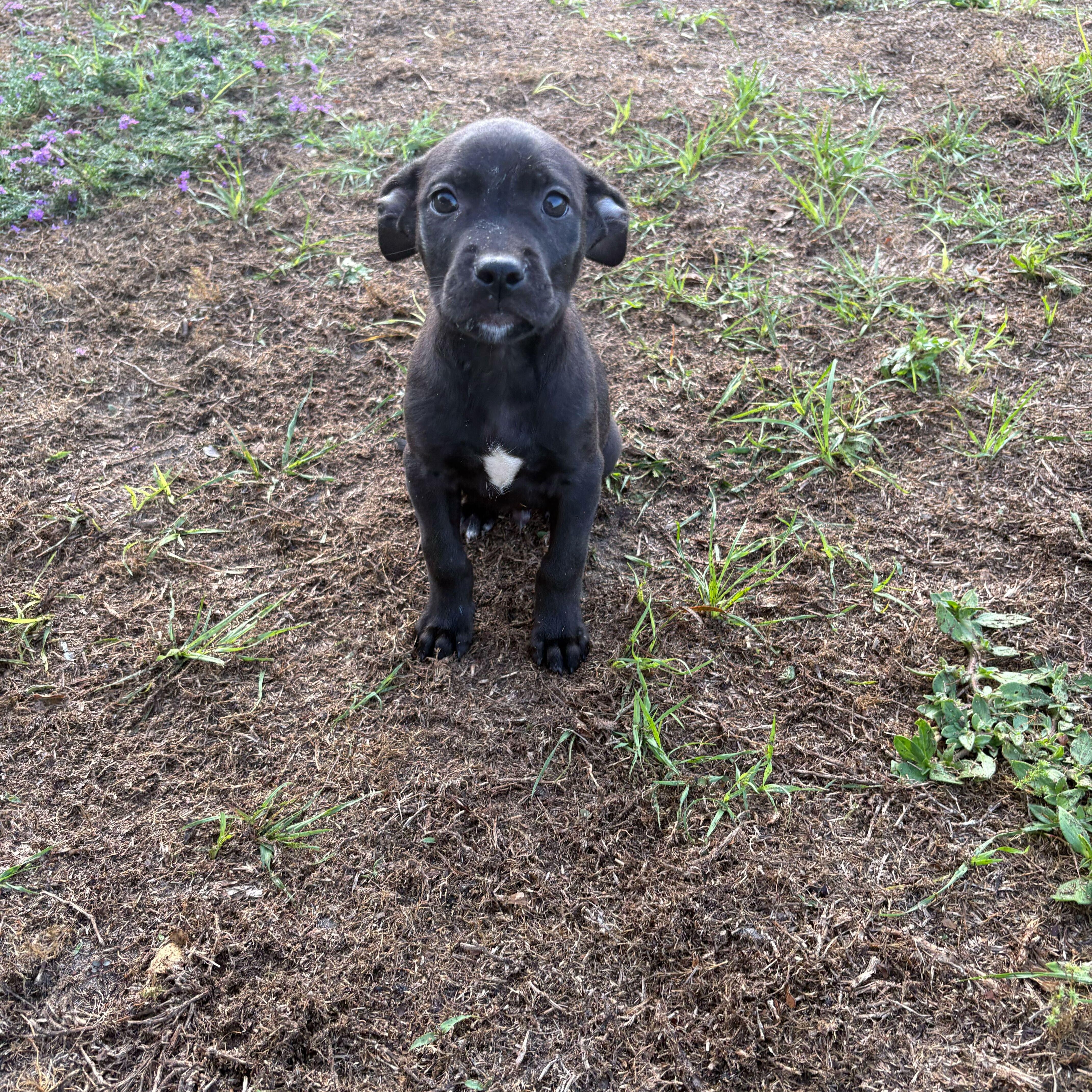 Jackson, an adoptable mixed breed in Valdosta, GA image 2/2