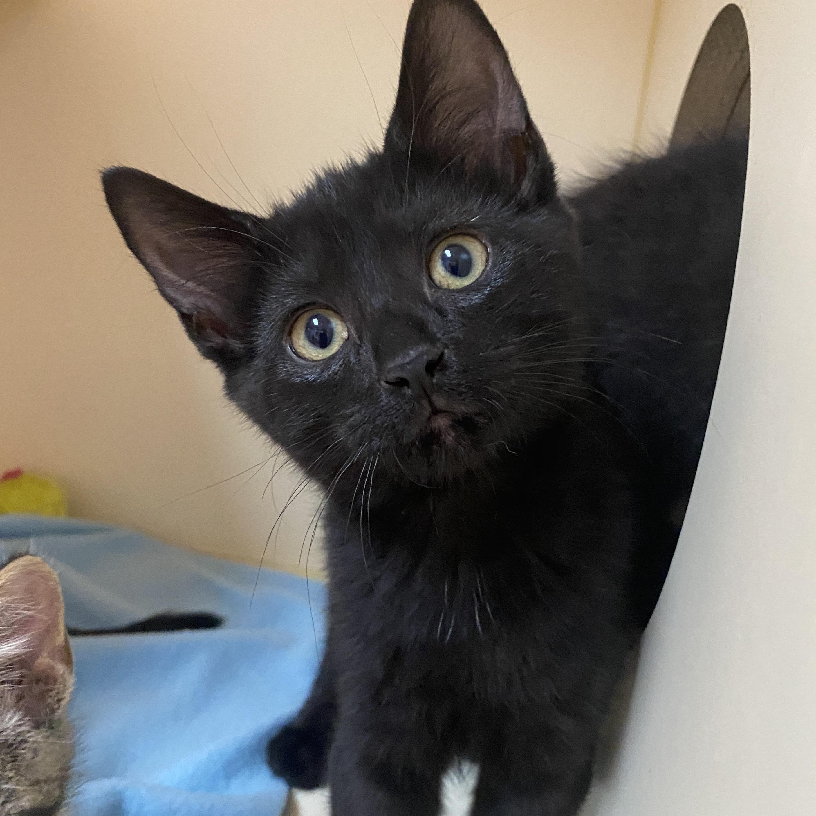 Melon at Avon Petco!!, Baby Male Domestic Short Hair