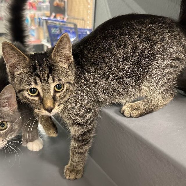 Neteyum , Adopted, Kitten Male Domestic Short Hair.