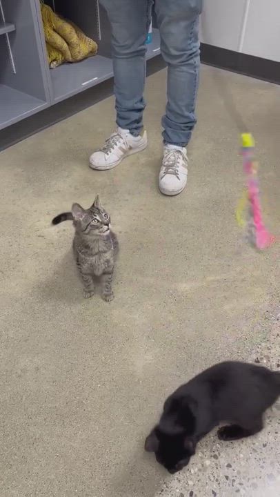 Enlarge Neteyum , a Adopted Domestic Short Hair in Hamilton, MI video 3/4