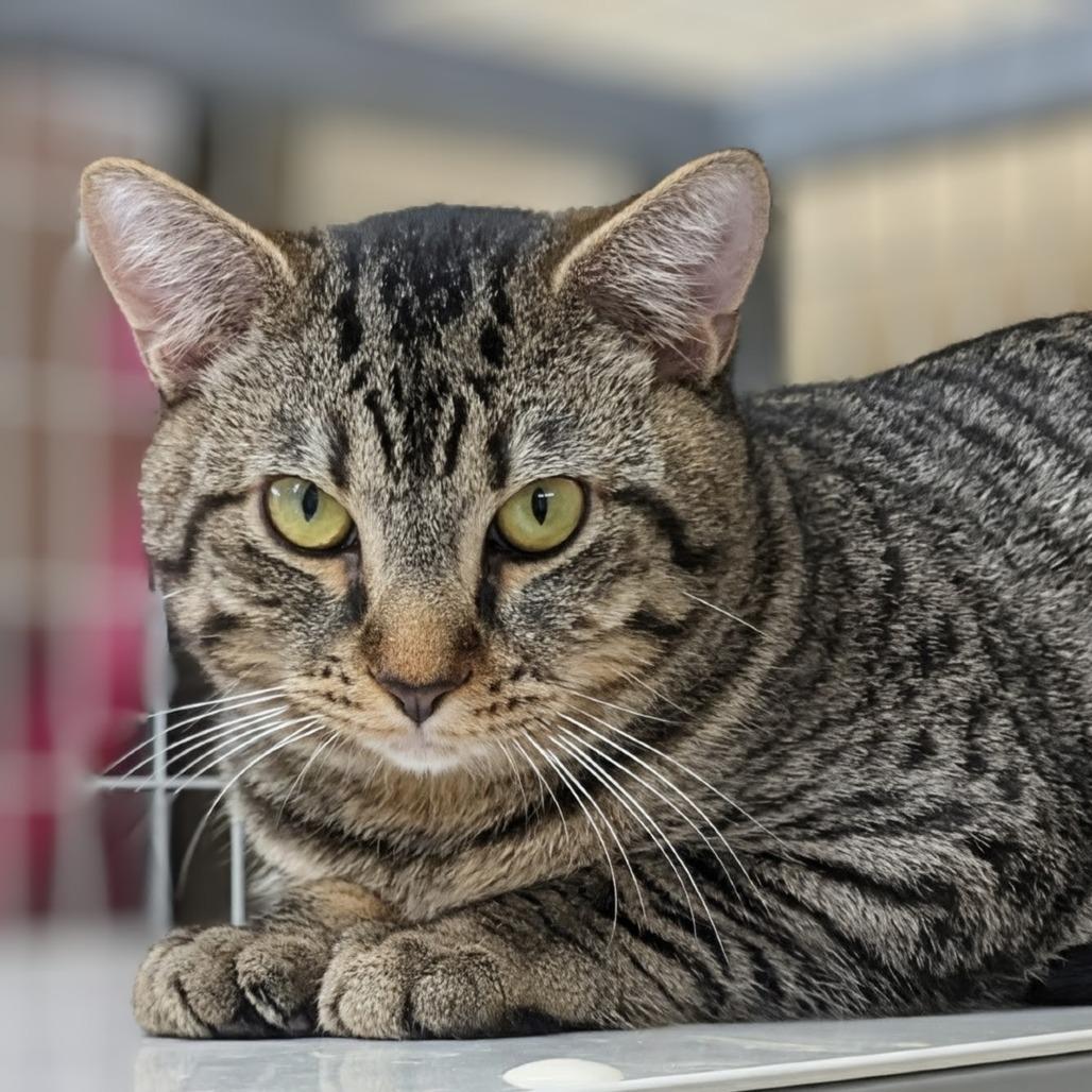 Confetti, Adoptable, Young Male Domestic Short Hair.