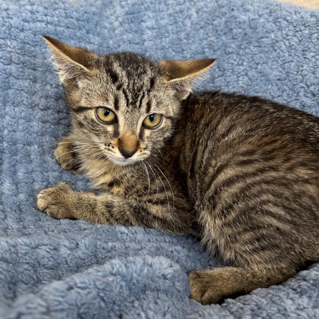 Enlarge Confetti, a Adoptable Domestic Short Hair in Medford, OR image 3/3