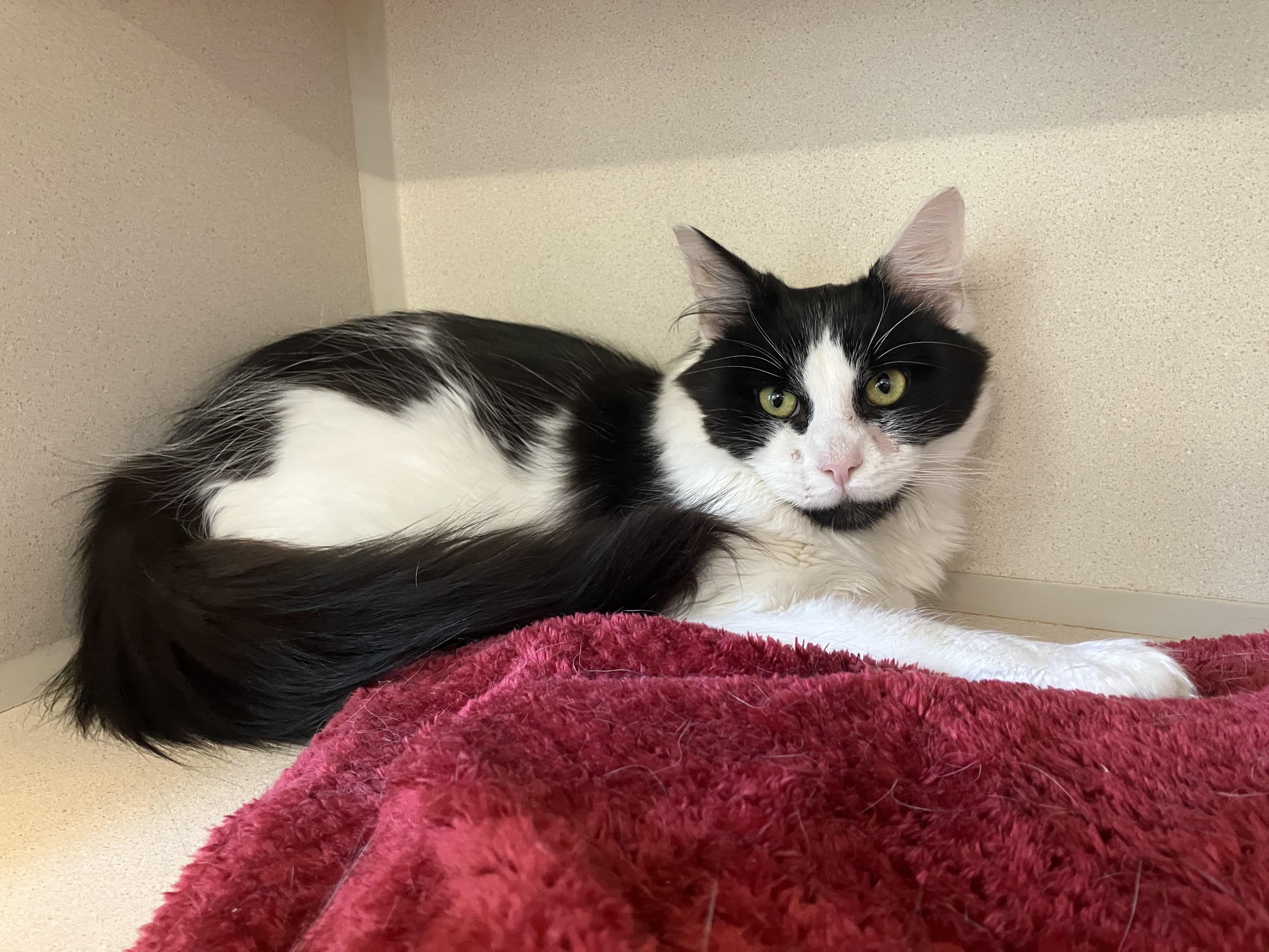 Enlarge Tedward, an adopted Domestic Long Hair in Eatontown, NJ image 2/3