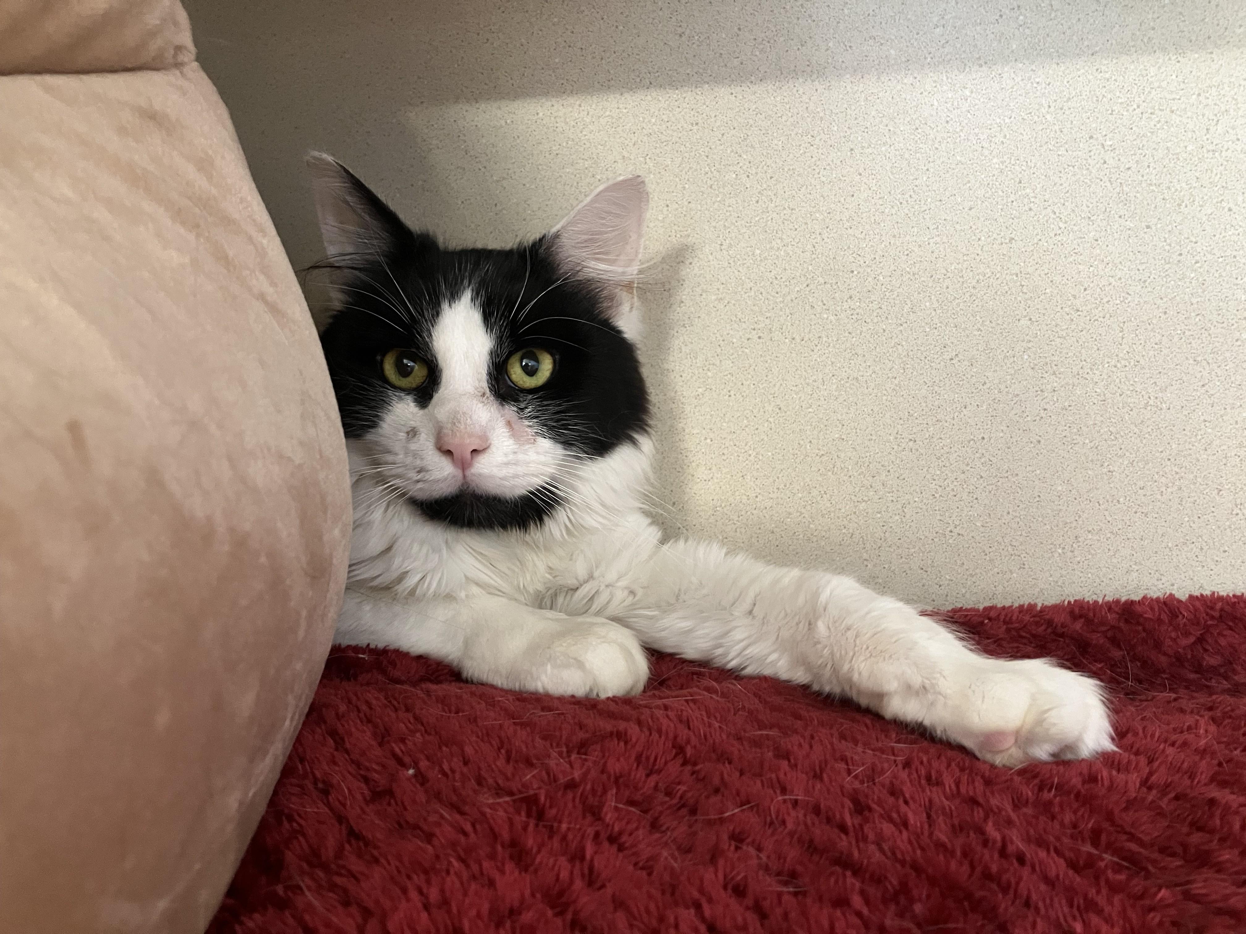 Enlarge Tedward, an adopted Domestic Long Hair in Eatontown, NJ image 3/3