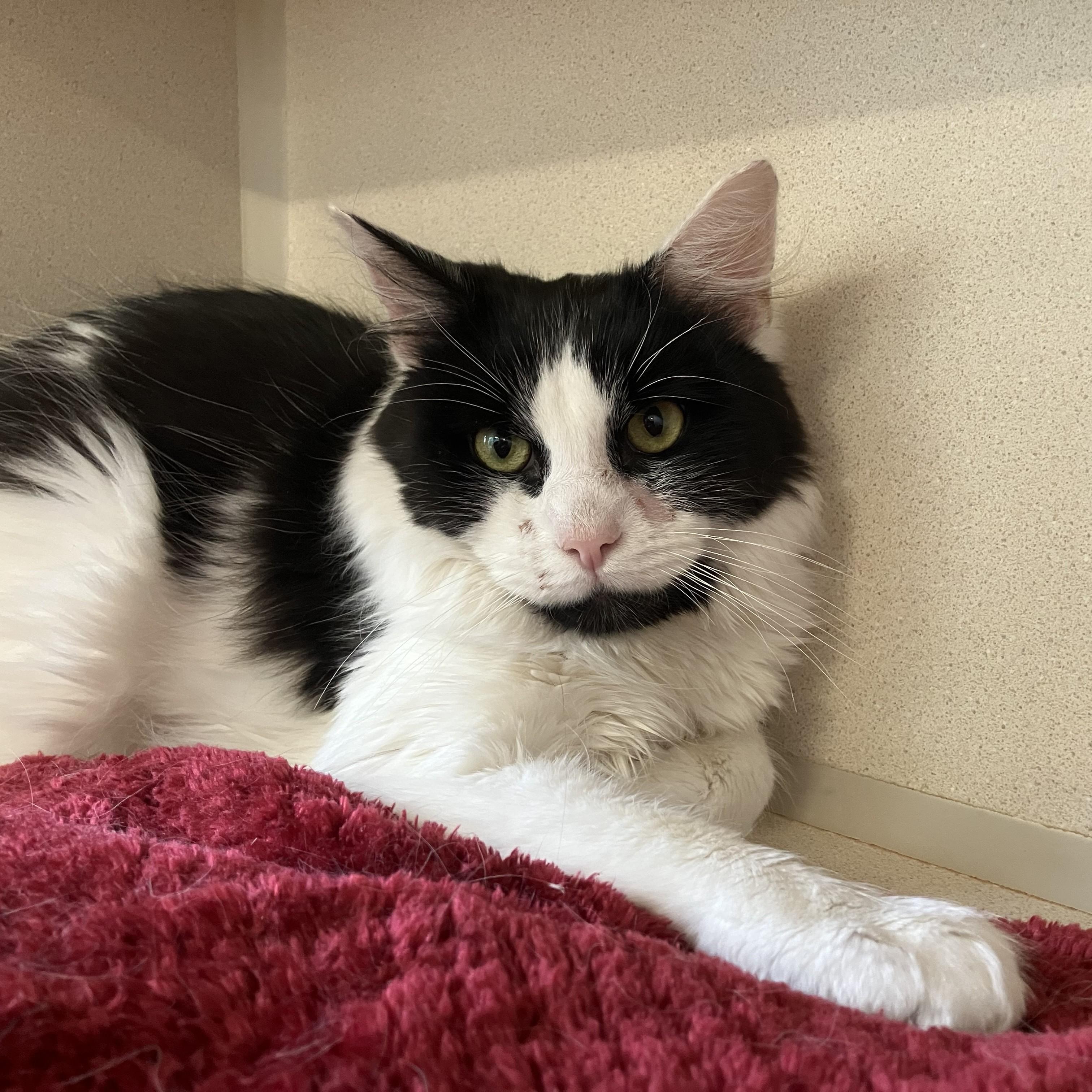 Tedward, adopted, Young Male Domestic Long Hair.