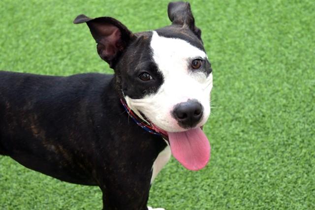 TRACEY, Adoptable, Young Female American Staffordshire Terrier.