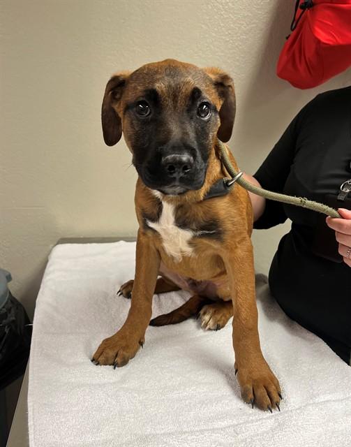 Enlarge Dallas, an adopted mixed breed in Phoenix, OR image 1/3