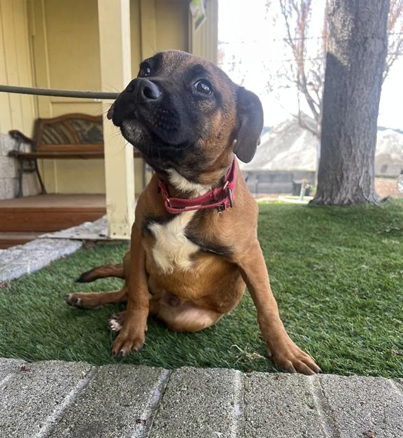 Enlarge Dallas, an adopted mixed breed in Phoenix, OR image 3/3