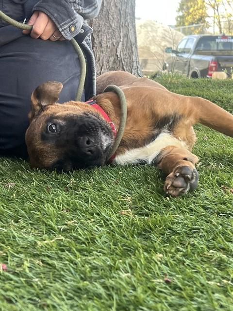 Enlarge Dallas, an adopted mixed breed in Phoenix, OR image 2/3