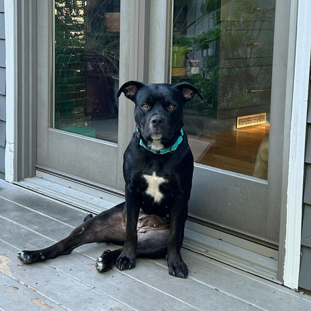 Penny, Adoptable, Young Female Staffordshire Bull Terrier & Mixed Breed.