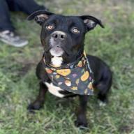 Penny, a Adoptable mixed breed in Turlock, CA image 3/6
