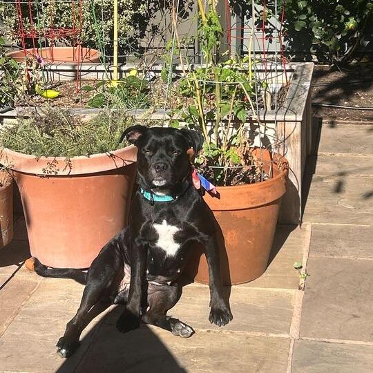 Penny, a Adoptable mixed breed in Turlock, CA image 4/6