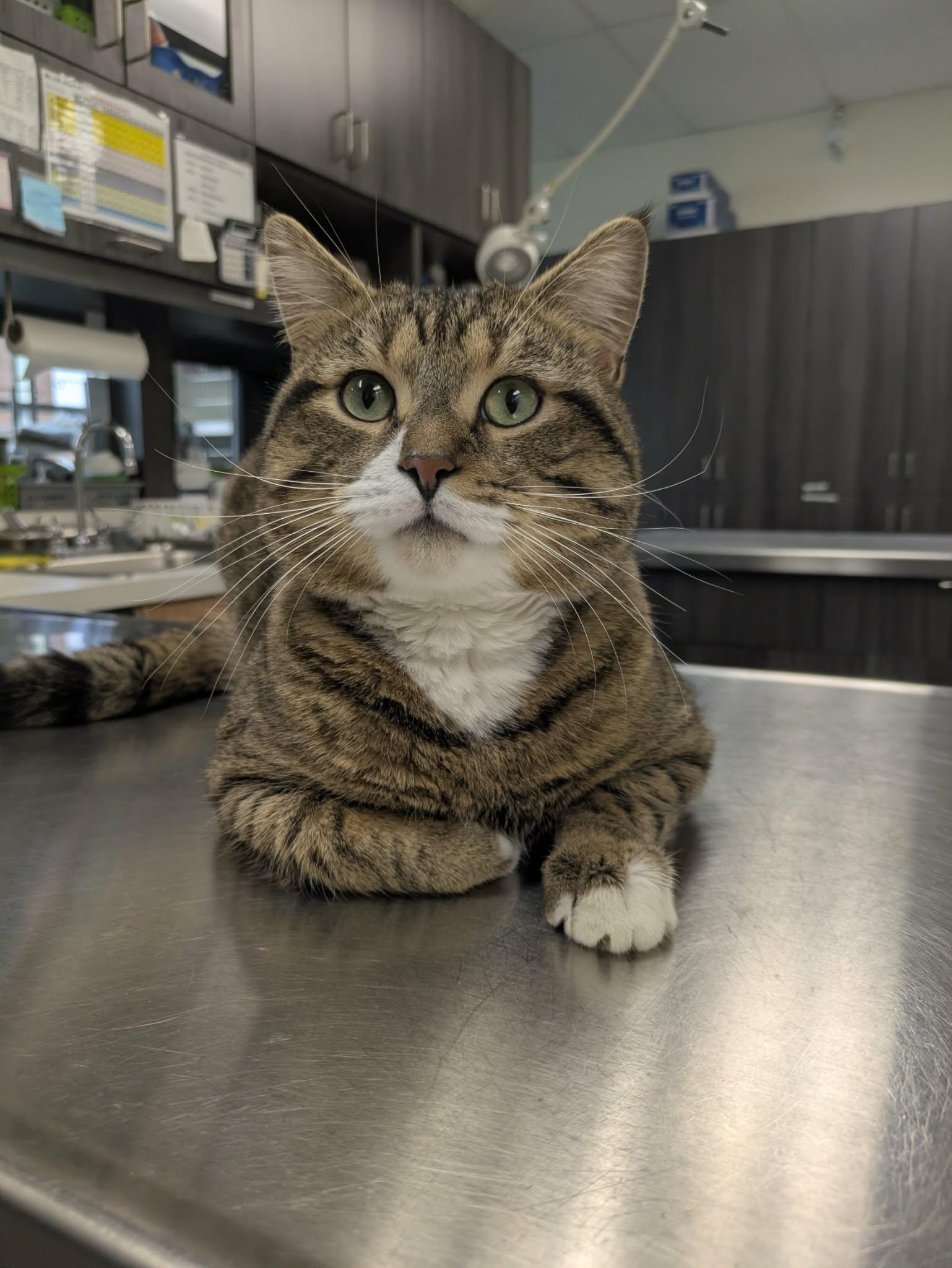 Enlarge Wilfrid "Willy", a ADOPTABLE mixed breed in Vaudreuil-Dorion, QC image 2/6