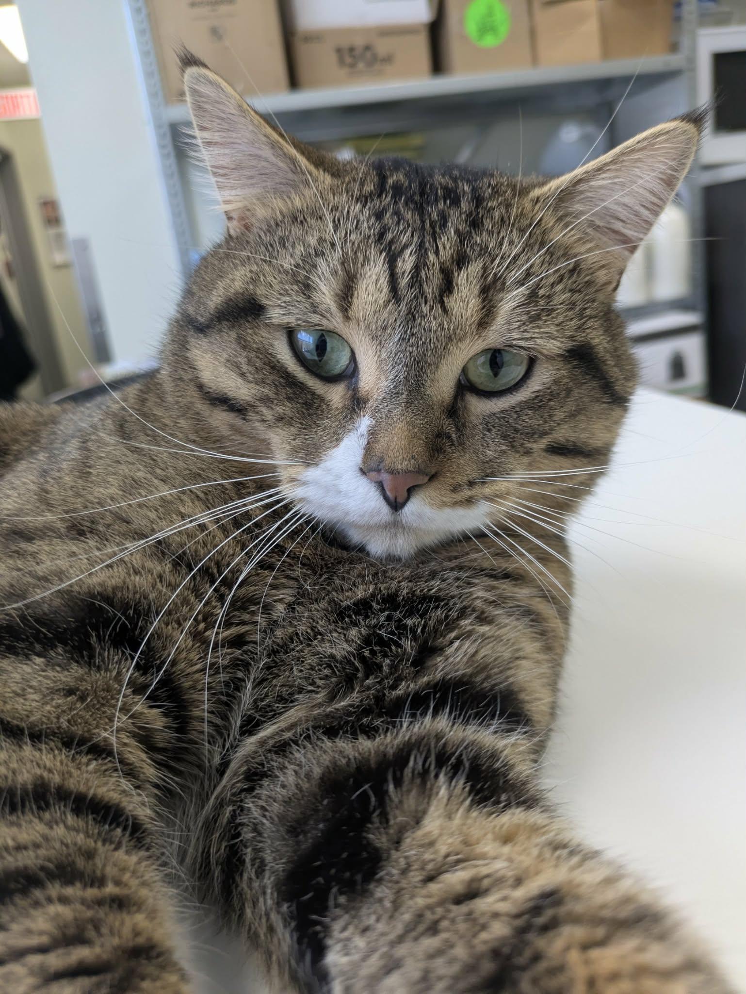 Enlarge Wilfrid "Willy", a ADOPTABLE mixed breed in Vaudreuil-Dorion, QC image 6/6