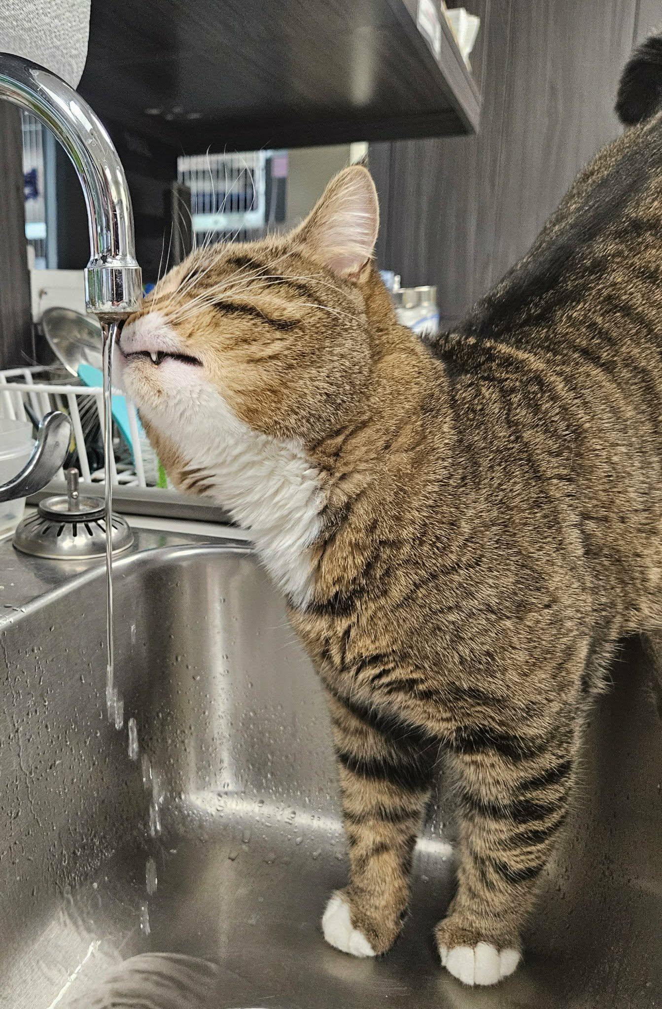 Enlarge Wilfrid "Willy", a ADOPTABLE mixed breed in Vaudreuil-Dorion, QC image 4/6