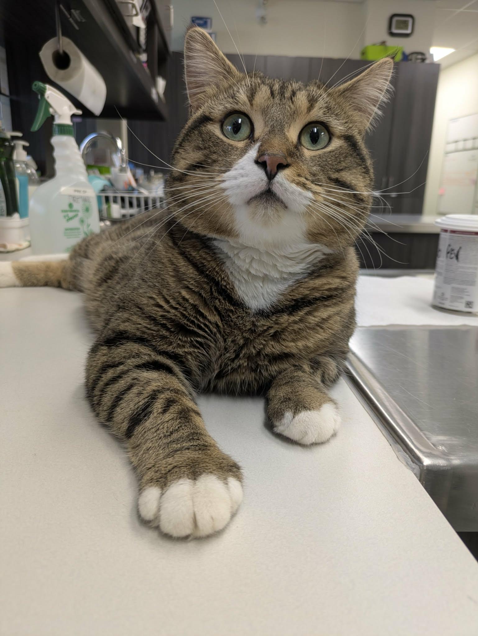 Wilfrid "Willy", ADOPTABLE, Young Male Tabby.