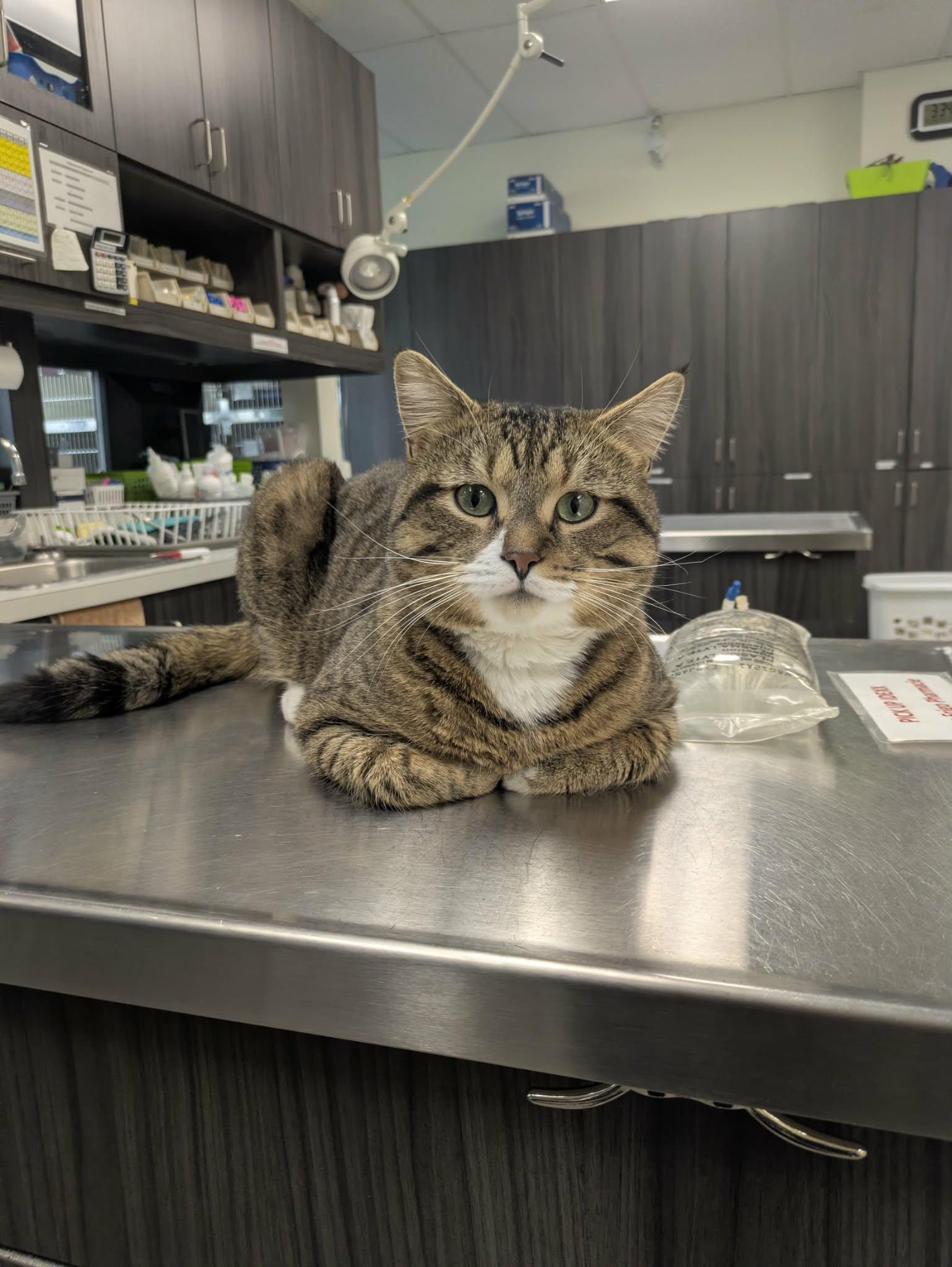 Enlarge Wilfrid "Willy", a ADOPTABLE mixed breed in Vaudreuil-Dorion, QC image 3/6