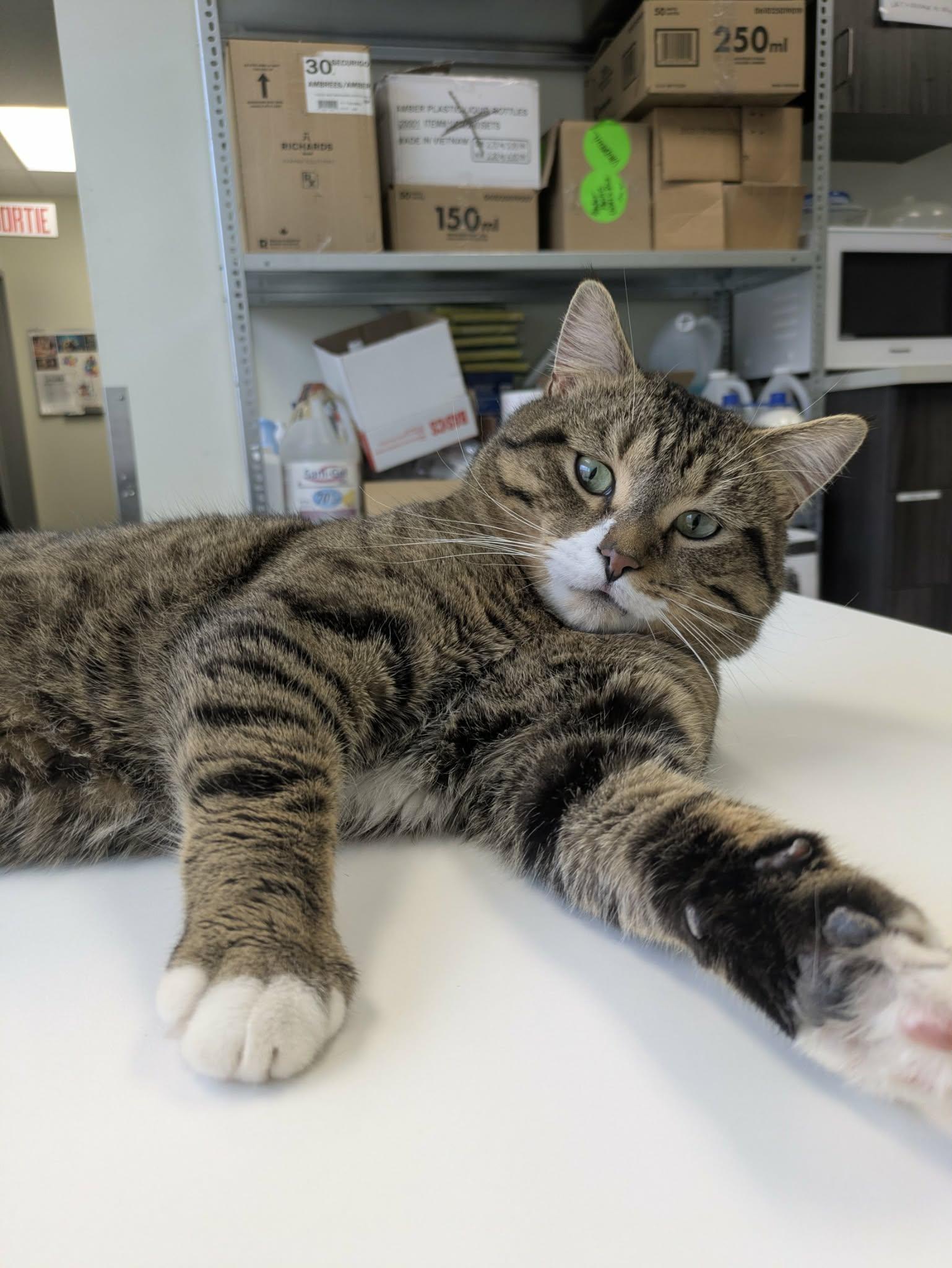 Enlarge Wilfrid "Willy", a ADOPTABLE mixed breed in Vaudreuil-Dorion, QC image 5/6