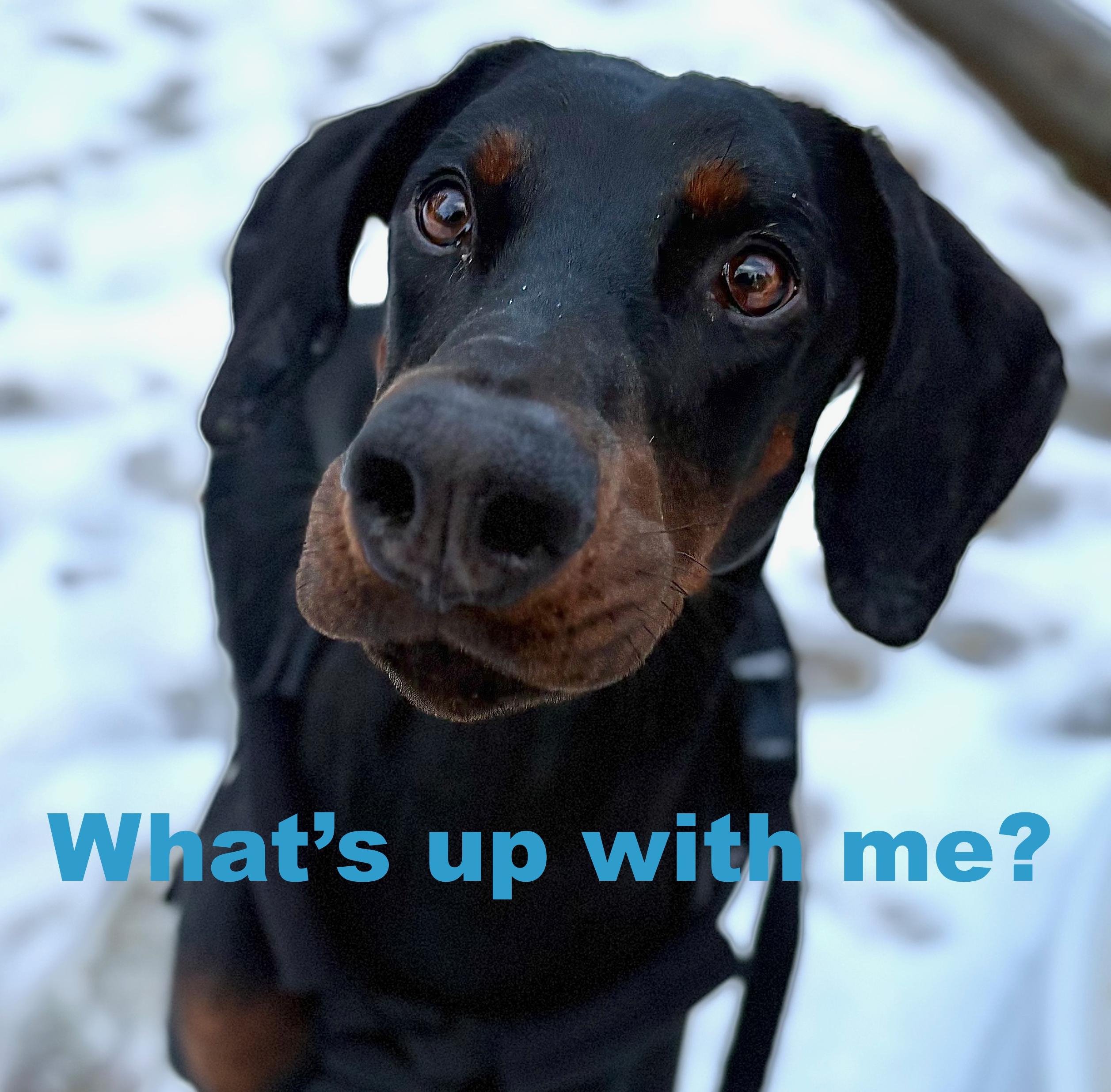 Tucker - UPDATE - Medical hold, ADOPTABLE, Adult Male Doberman Pinscher.