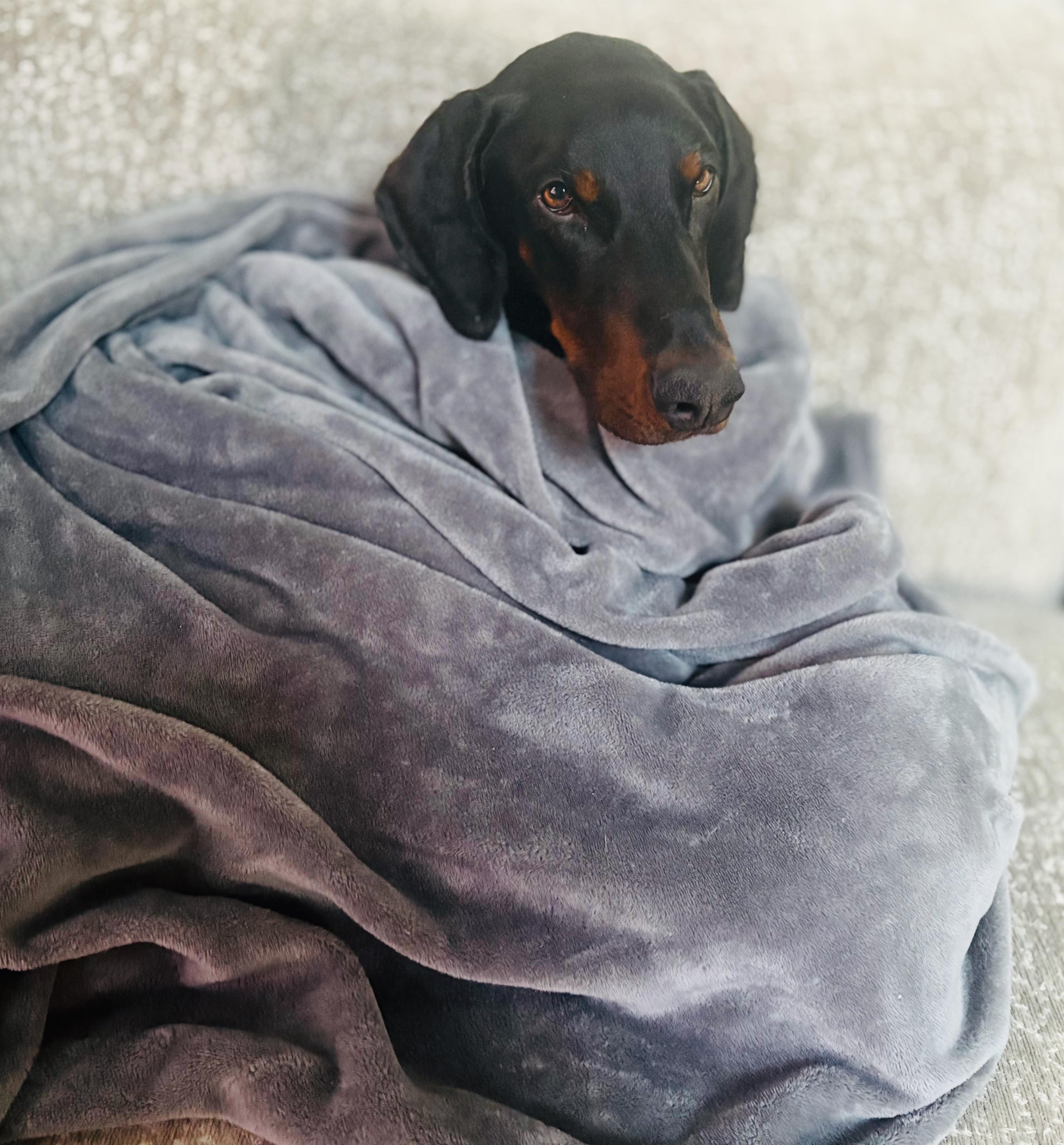 Enlarge Tucker - Special needs, a ADOPTABLE Doberman Pinscher in St Stephen, NB image 4/5