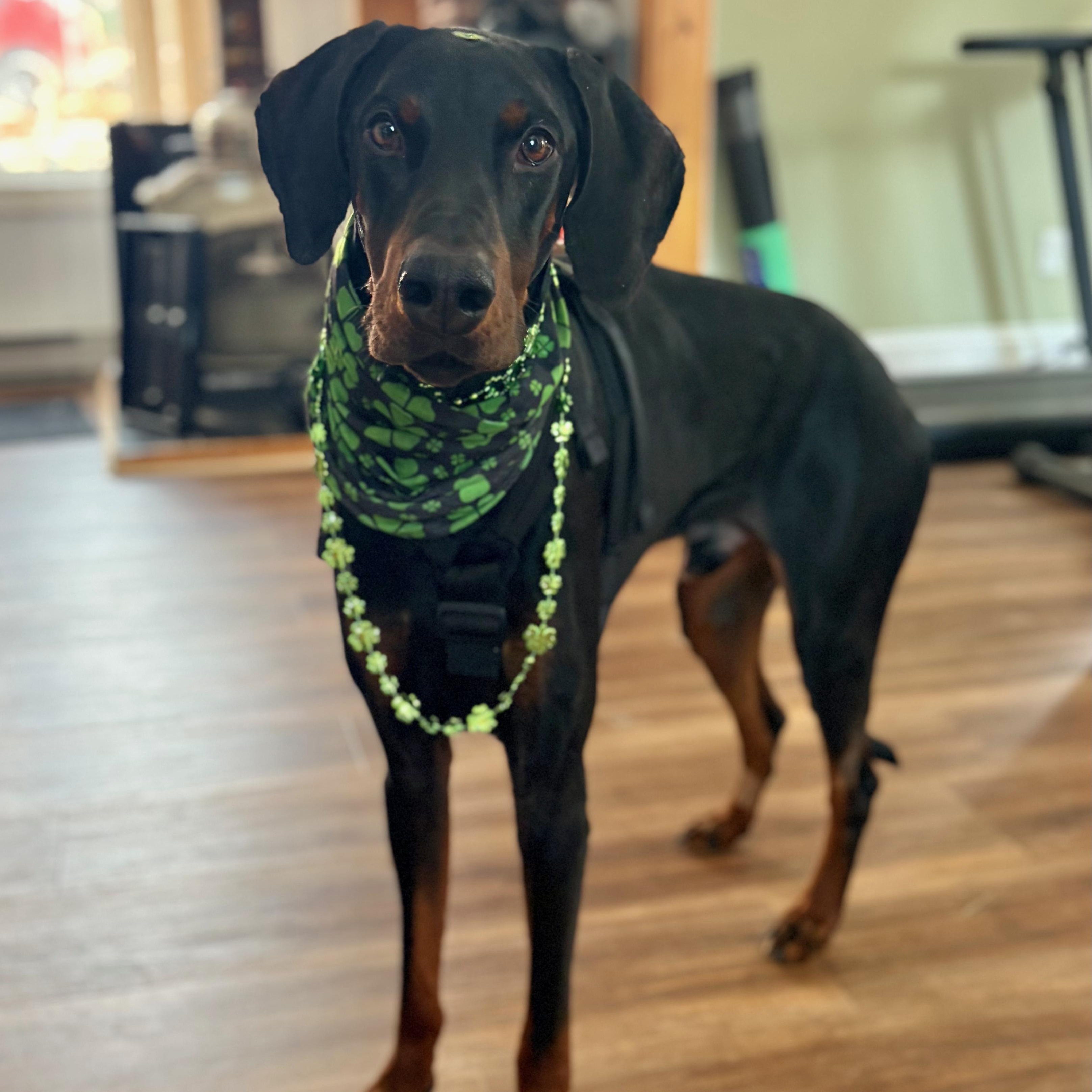 Tucker - UPDATE - Medical hold, ADOPTABLE, Adult Male Doberman Pinscher.